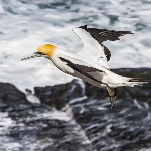 A cape gannet at Muriwai in Northland, New Zealand