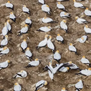 Cape gannets at Muriwai in Northland, New Zealand