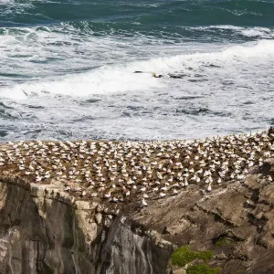 Cape gannets at Muriwai in Northland, New Zealand