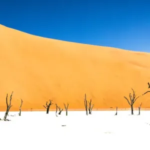 Dead trees bside the sand dunes at Sossvlei in Namib-Naukluft National Park, Namibia