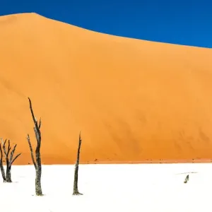 Dead trees bside the sand dunes at Sossvlei in Namib-Naukluft National Park, Namibia