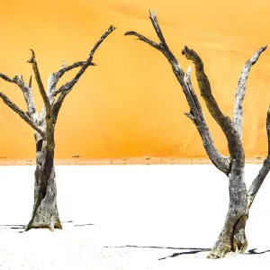 Dead trees bside the sand dunes at Sossvlei in Namib-Naukluft National Park, Namibia