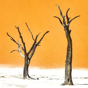 Dead trees below the dunes in Deadvlei in Namibia