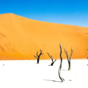 Dead trees below the dunes in Deadvlei in Namibia
