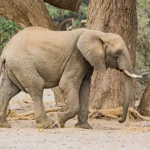 A desert elephant in Damaraland, Namibia