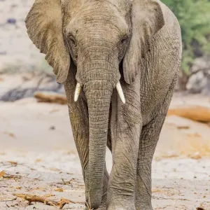 A desert elephant in Damaraland, Namibia
