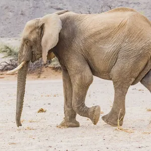 A desert elephant in Damaraland, Namibia