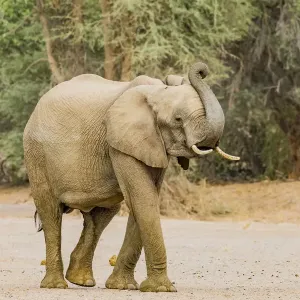 A desert elephant in Damaraland, Namibia