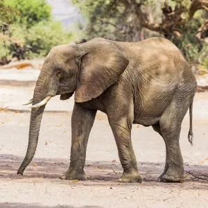 A desert elephant in Damaraland, Namibia