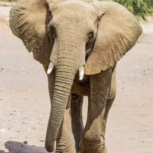 A desert elephant in Damaraland, Namibia