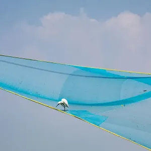 Egrets in a fishing net at Fort Kochi in Kerala, India