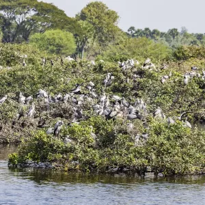 Egrets resting in the trees at the Vedantangal Bird Sanctuary in Tamil Nadu, India