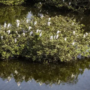 Egrets resting in the trees at the Vedantangal Bird Sanctuary in Tamil Nadu, India