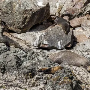 Fur seals at Kaikoura in Canterbury, New Zealand