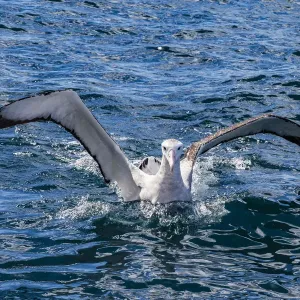 A Gibson`s wandering albatross at Kaikoura in Canterbury, New Zealand
