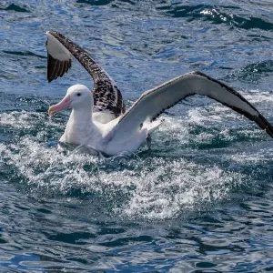 A Gibson`s wandering albatross at Kaikoura in Canterbury, New Zealand