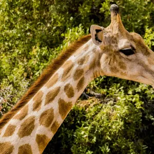 A giraffe in Damaraland, Namibia