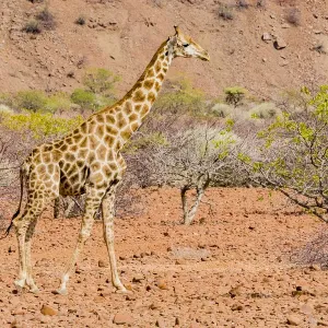 A giraffe in Damaraland, Namibia