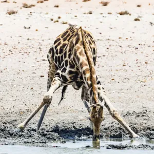 A giraffe in Etosha National Park, Namibia