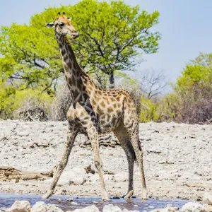 A giraffe in Etosha National Park, Namibia
