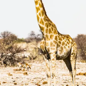 A giraffe in Etosha National Park, Namibia