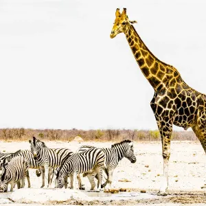 A giraffe and a group of zebras in Etosha National Park, Namibia