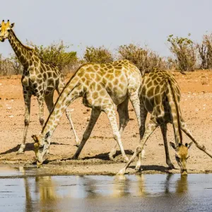 Three giraffes in Etosha National Park, Namibia