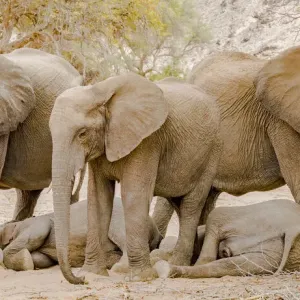 A group of desert elephants in Damaraland, Namibia