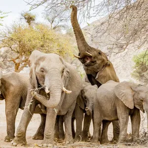 A group of desert elephants in Damaraland, Namibia