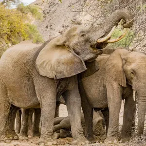 A group of desert elephants in Damaraland, Namibia