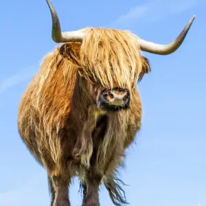 A highland cow in Lewis, Scotland