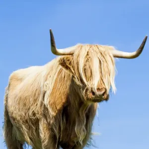 A highland cow in Lewis, Scotland
