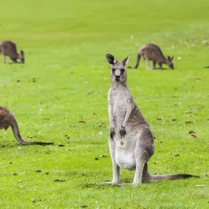 : Australia