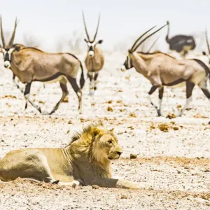 A lion and some gemsboks in a dust storm in Etosha National Park, Namibia