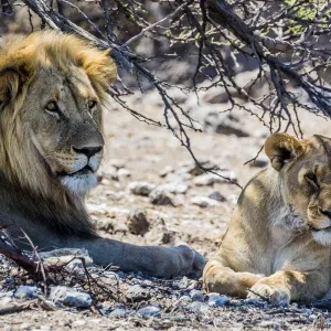 A lion and lioness in Etosha National Park, Namibia