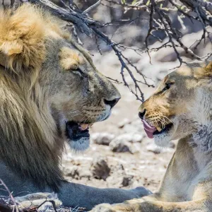 A lion and lioness in Etosha National Park, Namibia