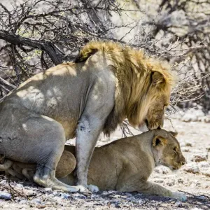 A lion and lioness mating in Etosha National Park, Namibia
