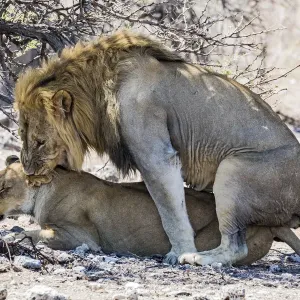 A lion and lioness mating in Etosha National Park, Namibia