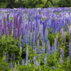 Lupins at Omarama in Otago, New Zealand