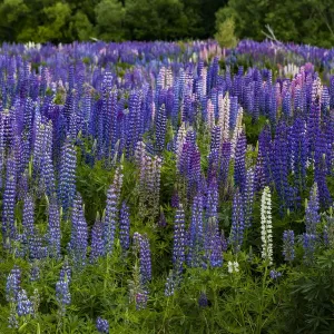 Lupins at Omarama in Otago, New Zealand