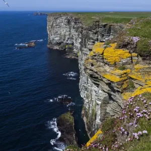 Marwick Head, Orkney, Scotland