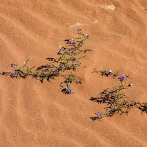 A plant surviving in the arid desert in Wadi Rum, Jordan