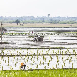 Planting rice in a paddy field near Kunnavakkam in Tamil Nadu, India