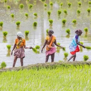 Planting rice in a paddy field near Kunnavakkam in Tamil Nadu, India