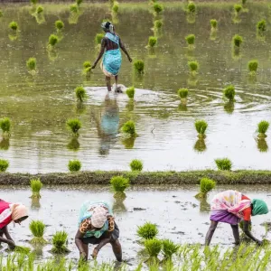 Planting rice in a paddy field near Kunnavakkam in Tamil Nadu, India