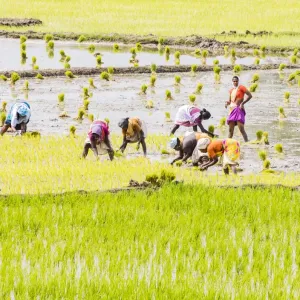 Planting rice in a paddy field near Kunnavakkam in Tamil Nadu, India