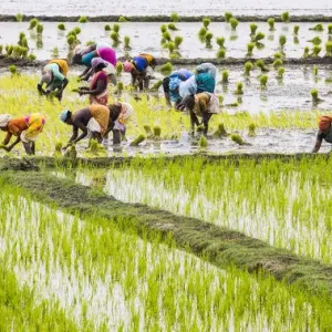 Planting rice in a paddy field near Kunnavakkam in Tamil Nadu, India
