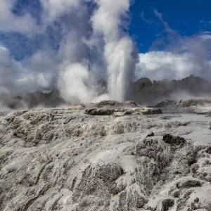 The Pohutu Geyser at Te Puia in Roturua, Bay of Plenty, in New Zealand
