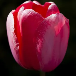 A single tulip at Keukenhof Gardens, Netherlands