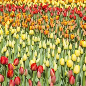 Spring flowers at Keukenhof Gardens, Netherlands